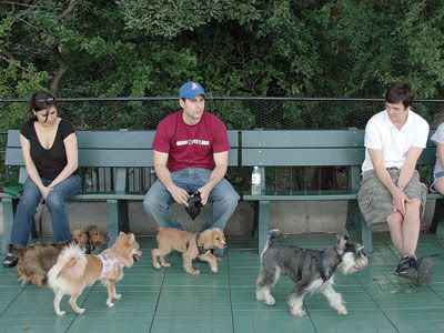 The dog run at Carl Schurz Park.