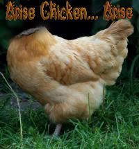 arise chicken