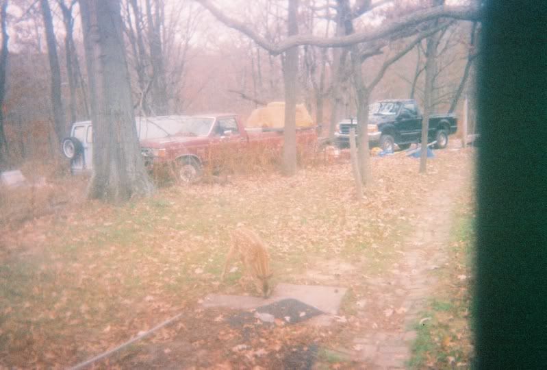 Wild America, In your face! - Homesteading Questions