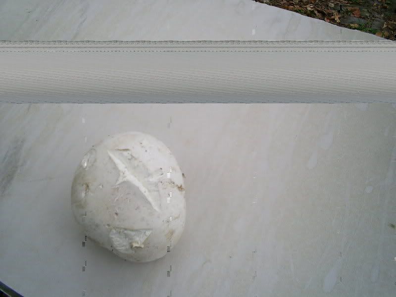 An eating Zroom? - Homesteading Questions