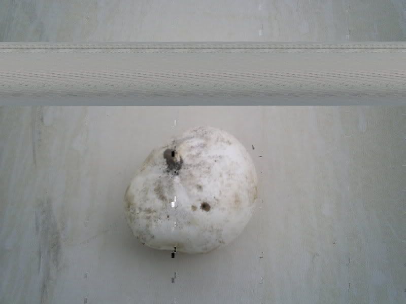 An eating Zroom? - Homesteading Questions