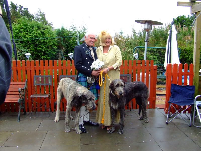 bribiba irish wolfhounds