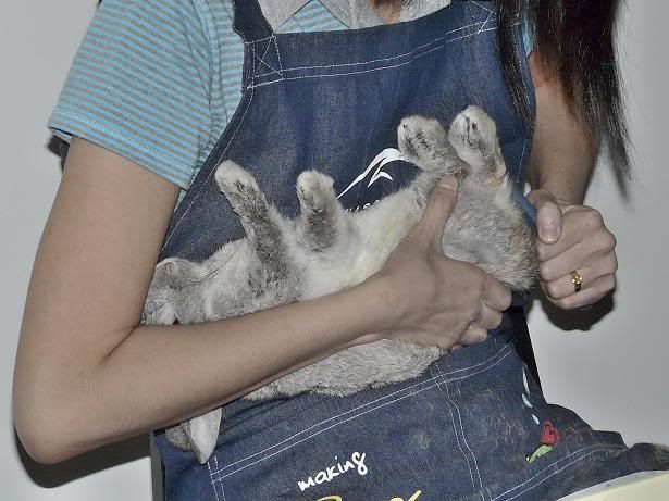 grooming a rabbit