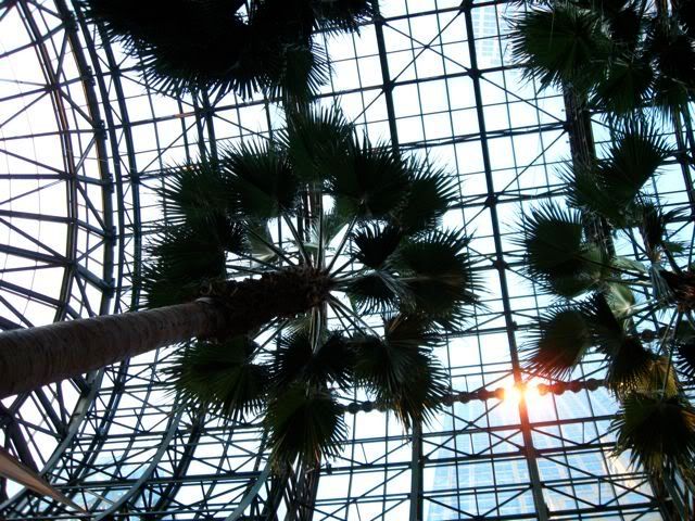 Palm trees at the World Financial Center Winter Garden