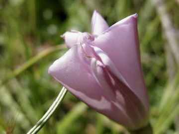 california wildflower