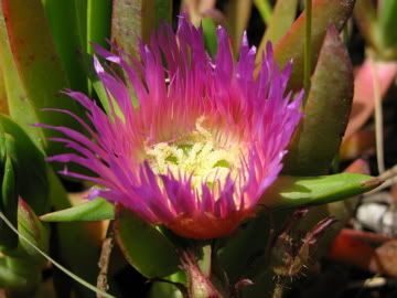 california wildflower