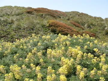 california wildflower
