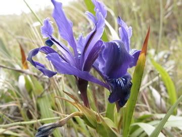 california wildflower