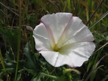 california wildflower