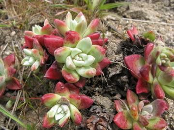 california wildflower