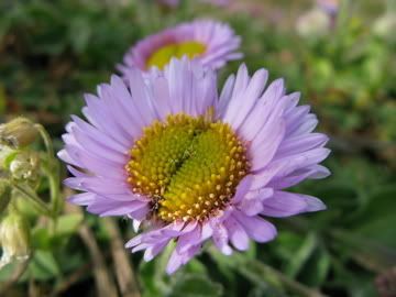 california wildflower