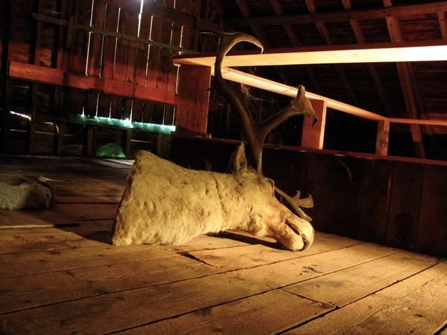 Moosehead in barn attic