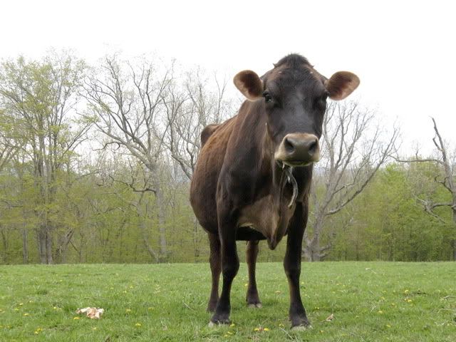 oak hill cow