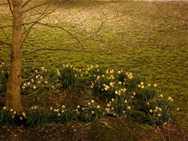 riverside park daffodils, 2 am