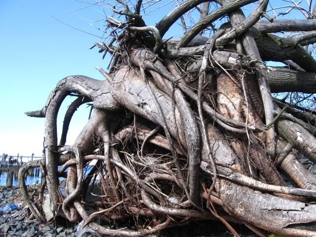 tree roots, totten road