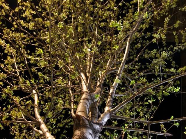 tree buds in Spring, night shot