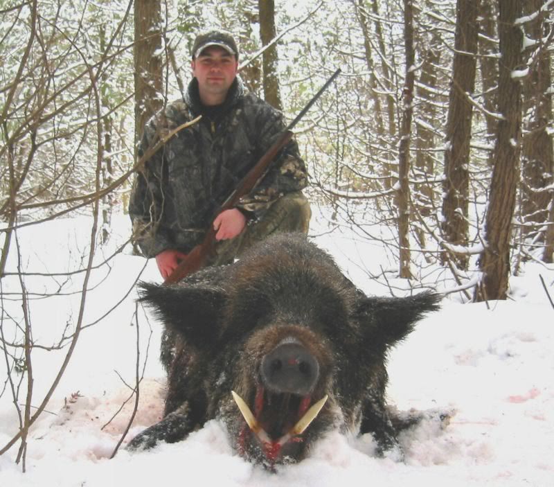 [Image: Boar5d.jpg]