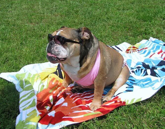 Bulldog In Bikini