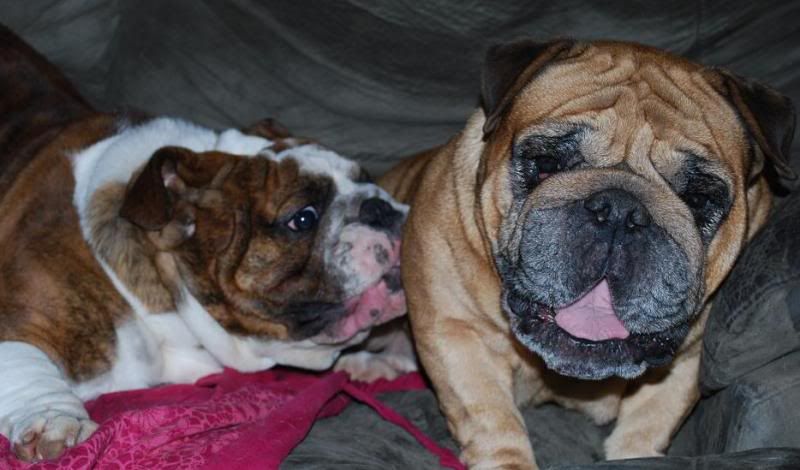 Trace and Bella Playing