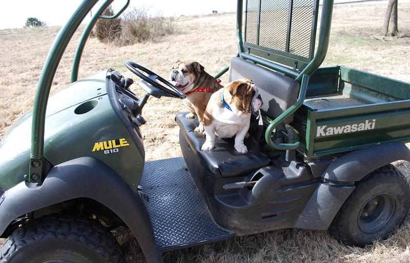 Trace and Maizy on Mule
