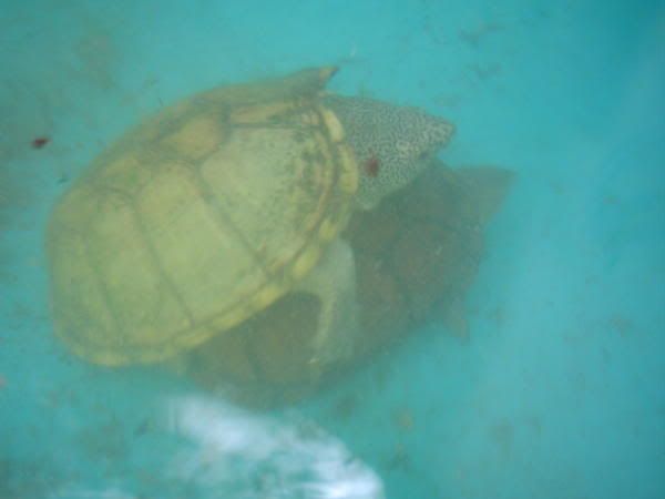 tortugas tortugas
