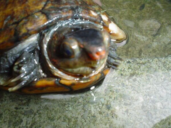 tortugas tortugas