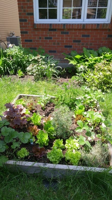 photo 20170610_122153_HDR_zpsxnlw1d0d.jpg