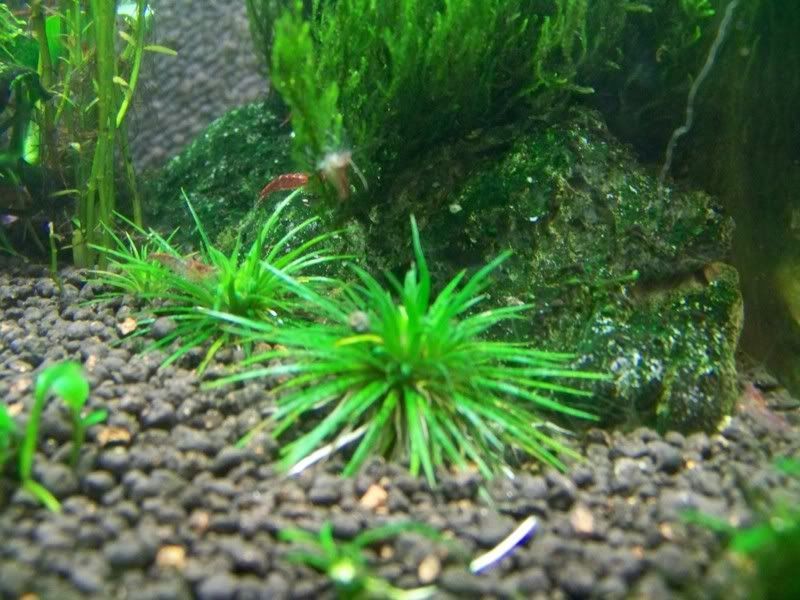 Hair Algea? The Planted Tank Forum