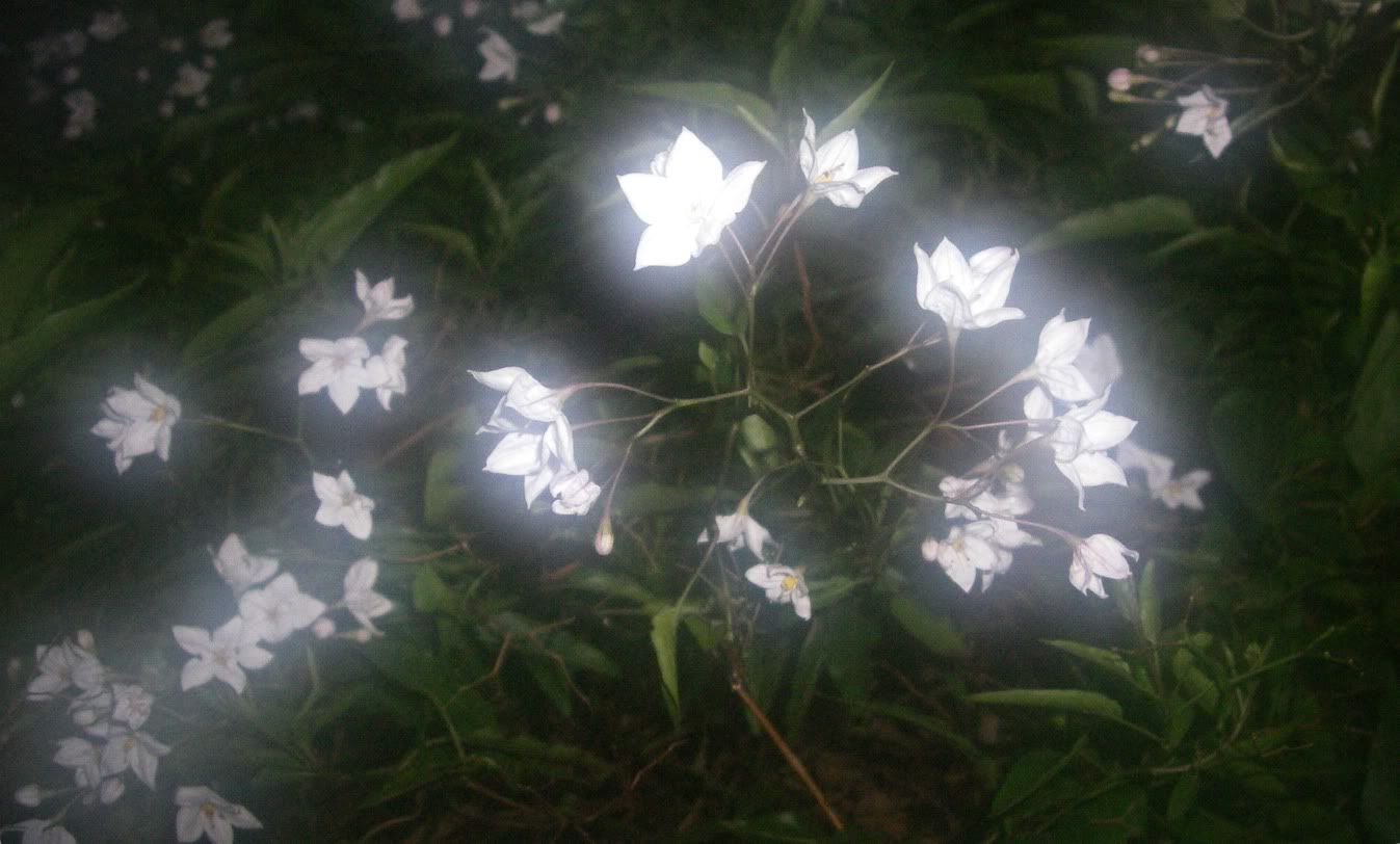 Firefly Flowers