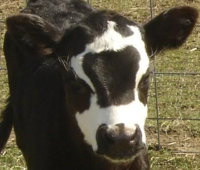 Bottle calf, what do you think. - Cattle