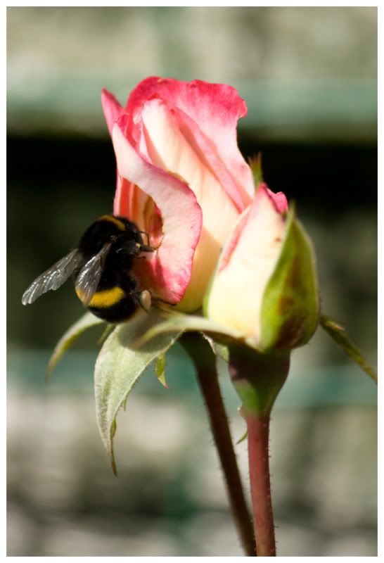 Bee-Flower.jpg