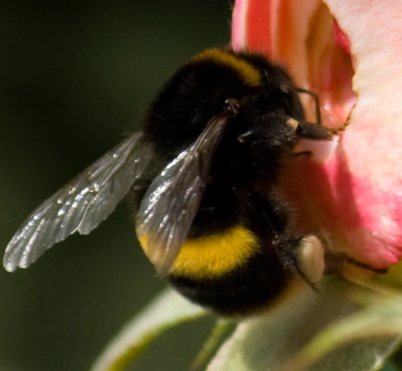 Bee-Flower100pct.jpg