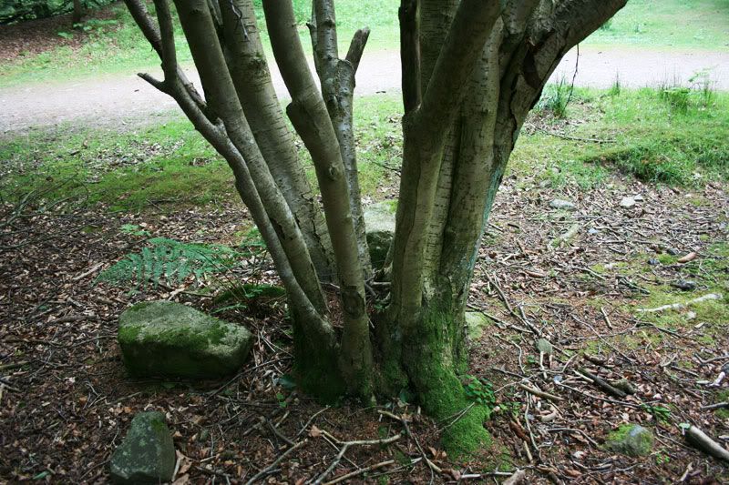 coppiced.jpg