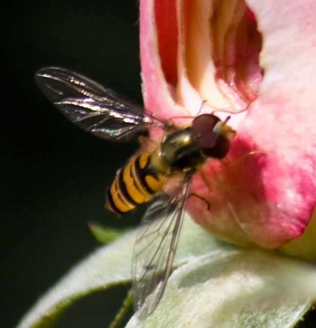 hoverfly100pct.jpg