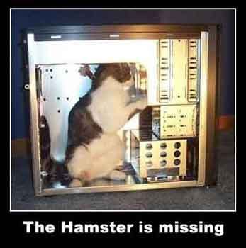 hamster_here.jpg