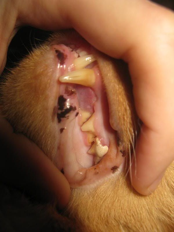Cats Teeth Problems