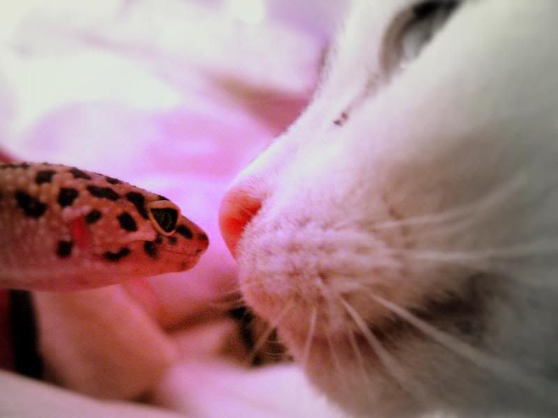 Cat and Leopard Gecko Pictures, Images and Photos