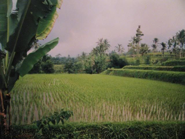 Bali022.jpg