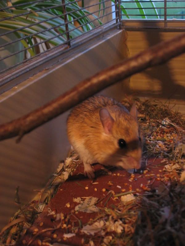 nobby.jpg