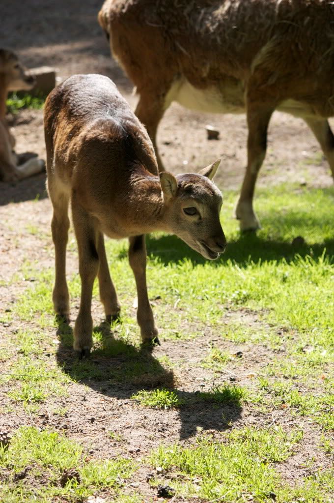 of domestic sheep