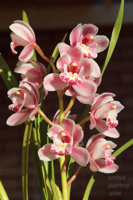 Cymbidium Little Sarah 'Not Feathered Fantasy'