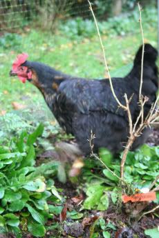 mottledchook-1.jpg