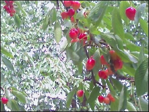 Royal Anne Cherries at Detering Orchard, Harrisburg, OR