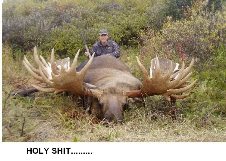 Bloody BIG Moose