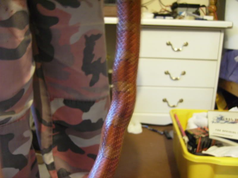 Adult corn snake has suddenly developed a kink, any ideas? ( Reptile