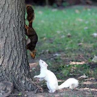 re: ' Snow-balls'  my albino squirrel