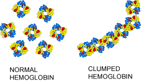What is the major function of hemoglobin?