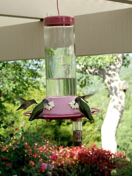 four hummingbirds at feeder