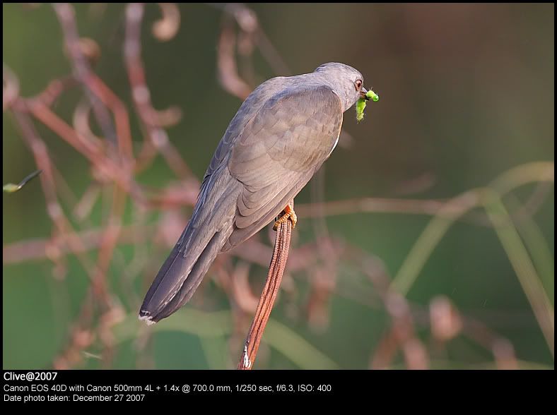 八声杜鹃 (plaintive cuckoo)