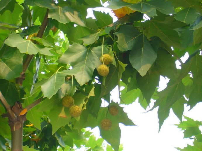 二球悬铃木,英国梧桐 platanus x acerifolia 悬铃木科(乔木)
